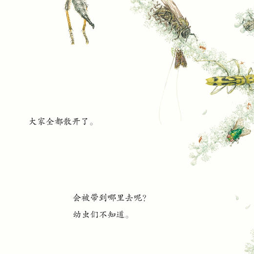 “馆野鸿科学绘本”：《蛩蠊》《斑蝥》《虎凤蝶》《埋葬虫》（全4册） 商品图9