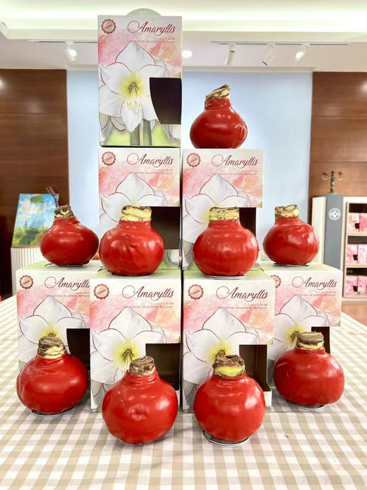 【送礼首选】进口石蜡朱顶红（喝空气存活） 毕加索  单株（球径约34-36CM） 商品图12