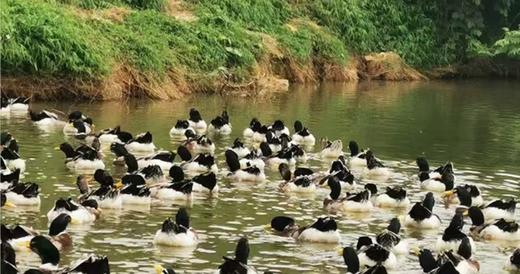 上林绿头鸭现杀净膛后3.8-5.5斤 商品图4