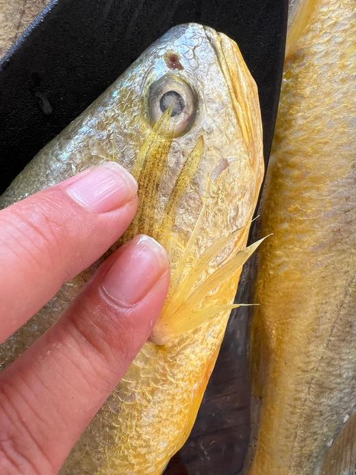 新鱼上市！野生级品质【国信野游大黄花鱼】远洋渔船 洄游养殖 无限接近野生标准 身形修长 色泽亮丽 肉质紧实 口感鲜美 商品图5