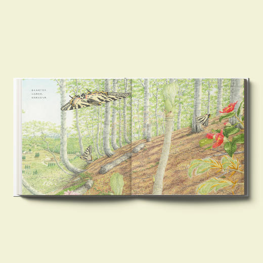 “馆野鸿科学绘本”：《蛩蠊》《斑蝥》《虎凤蝶》《埋葬虫》（全4册） 商品图2