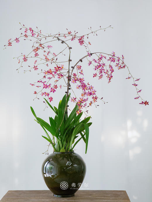 文心兰盆栽 商品图0