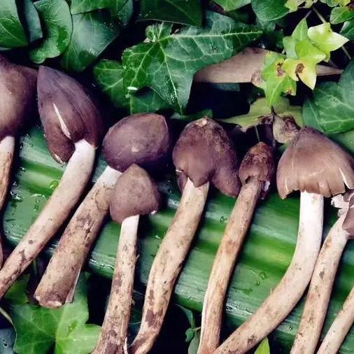 云南  油鸡枞【鲜嫩&干香版本】 商品图3