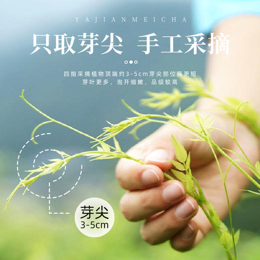 茶马世家丨芽尖莓茶 花草茶 一级 125g 袋装 商品图4