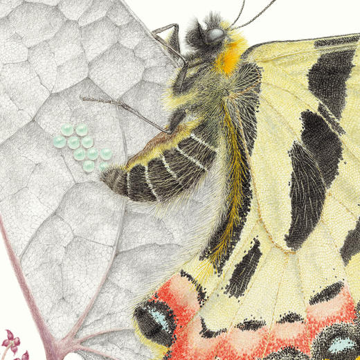 “馆野鸿科学绘本”：《蛩蠊》《斑蝥》《虎凤蝶》《埋葬虫》（全4册） 商品图12