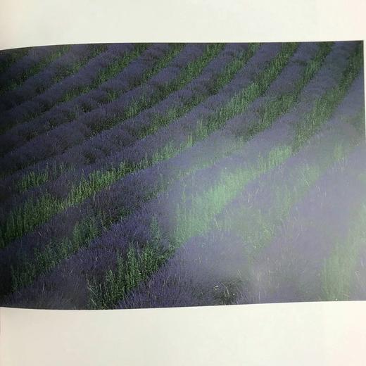 薰衣草：普罗旺斯的芬芳 132幅彩色插图 精装16开 商品图5