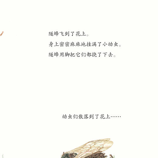 “馆野鸿科学绘本”：《蛩蠊》《斑蝥》《虎凤蝶》《埋葬虫》（全4册） 商品图8