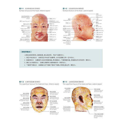 人体局部解剖学标本彩色图谱 头部表面结构 颞下颌关节 小脑的动脉 大脑大静脉及其属支 主编王昊飞等人民卫生出版社9787117354936 商品图4