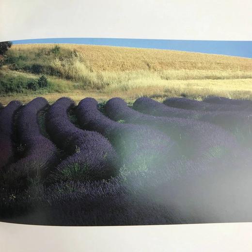 薰衣草：普罗旺斯的芬芳 132幅彩色插图 精装16开 商品图10