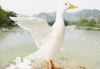 白鸭现杀净膛后4.5-5.5斤 商品缩略图4