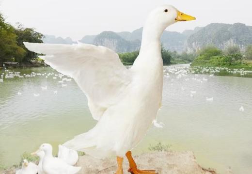 白鸭现杀净膛后4.5-5.5斤 商品图4