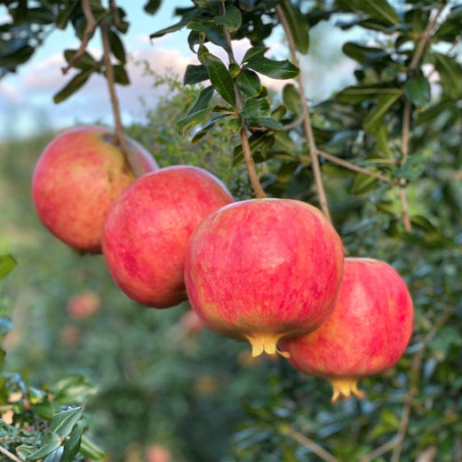 甘甜多汁四川突尼斯软籽石榴 商品图3