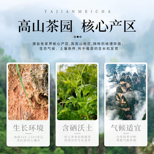 茶马世家丨芽尖莓茶 花草茶 一级 125g 袋装 商品图3