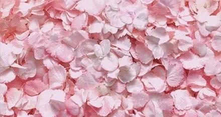 【水润细腻】雅诗兰黛（uk）伊丽莎白樱花系列六选一PLUS版 商品图4