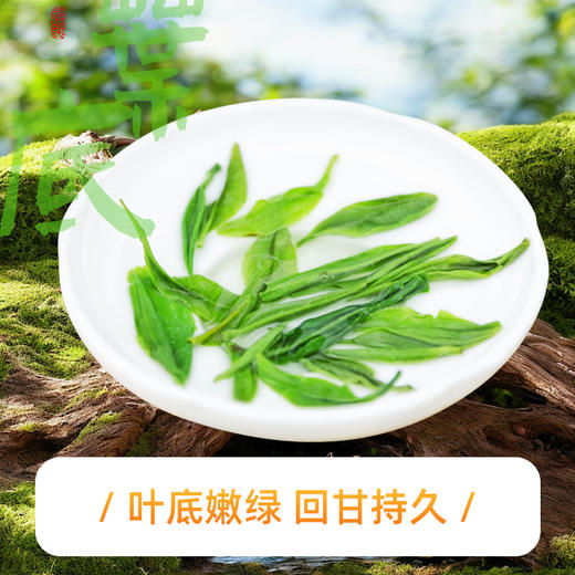 【2026年新茶预售】茶马世家丨恩施玉露 湖北绿茶 一级 250g  ，新茶预计4月15日发货 商品图3