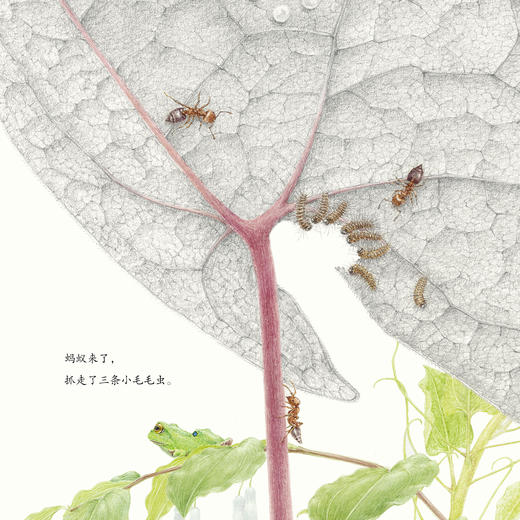 “馆野鸿科学绘本”：《蛩蠊》《斑蝥》《虎凤蝶》《埋葬虫》（全4册） 商品图5