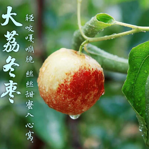 【秒杀】大荔冬枣（精品）2斤中果（单果11-15g） 商品图2