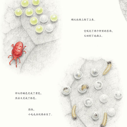 “馆野鸿科学绘本”：《蛩蠊》《斑蝥》《虎凤蝶》《埋葬虫》（全4册） 商品图4