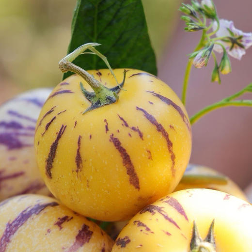 云南/【石林路人参果 】自然熟采 清甜奶香爆汁小水弹 商品图2