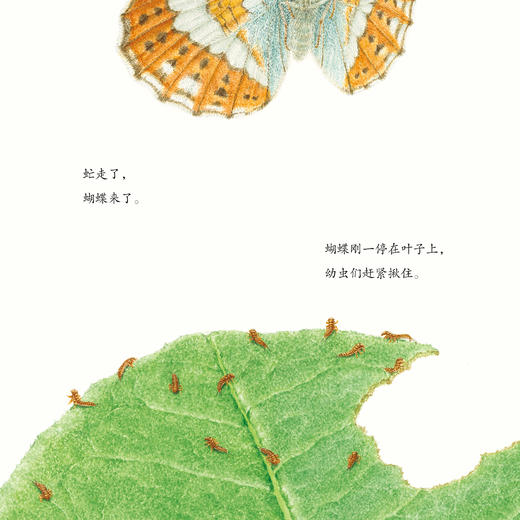 “馆野鸿科学绘本”：《蛩蠊》《斑蝥》《虎凤蝶》《埋葬虫》（全4册） 商品图6