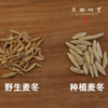 瑶山野生麦冬（成都仓库-顺丰快递 ）| 200g/罐，来自广东省清远市连南瑶族自治县，采集者：张运东【合作生产，公平贸易】 商品缩略图1