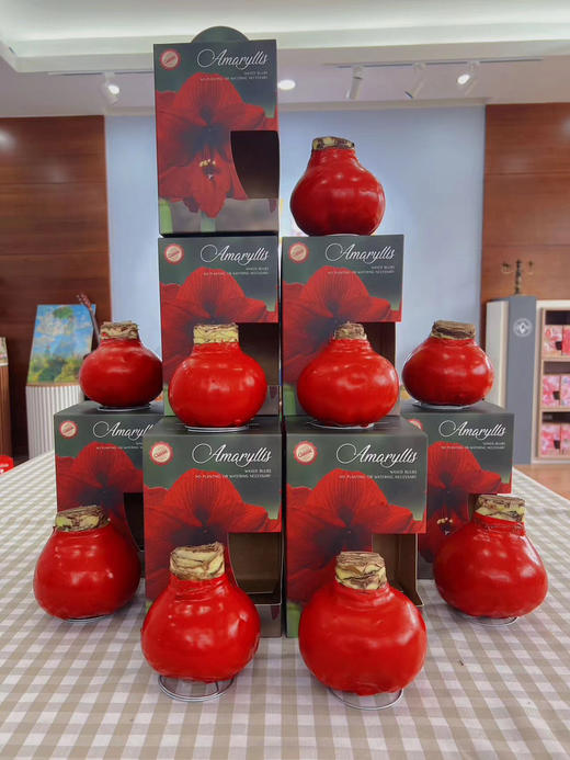 【送礼首选】进口石蜡朱顶红（喝空气存活）红君主 单株（球径约36-38CM） 商品图7