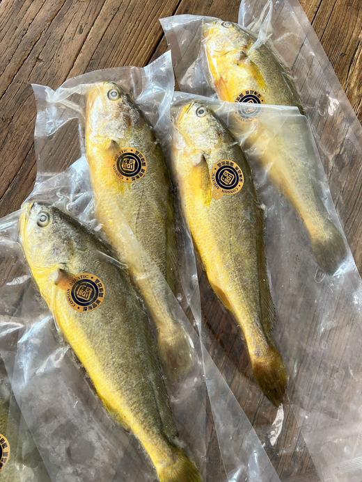新鱼上市！野生级品质【国信野游大黄花鱼】远洋渔船 洄游养殖 无限接近野生标准 身形修长 色泽亮丽 肉质紧实 口感鲜美 商品图1