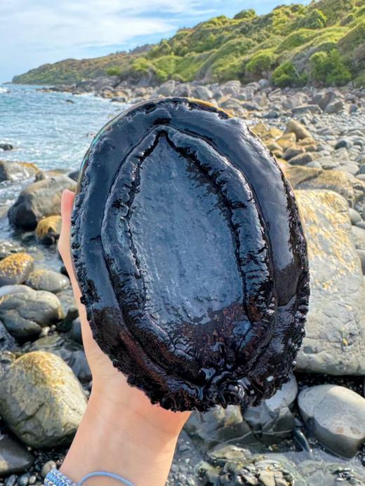 深海大黑金鲍【礼盒装 】 生长在火山口的黑金大鲍鱼活冻 商品图1