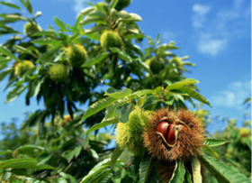 林下寻珍|北京·昌平，秋收小能手，全家齐上阵，干农活，现做糖炒栗子，还有免费板栗带回家，欢乐农事体验亲子半日(9.1-10.8）