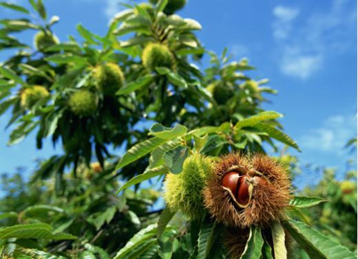 林下寻珍|北京·昌平，秋收小能手，全家齐上阵，干农活，现做糖炒栗子，还有免费板栗带回家，欢乐农事体验亲子半日(9.1-10.8） 商品图0