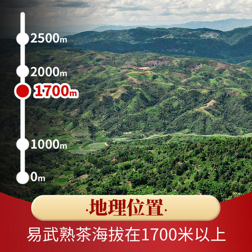 润品昌【易武熟茶龙珠】2021年头春 馥郁厚实普洱熟茶160g罐 商品图2