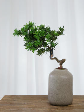 罗汉松