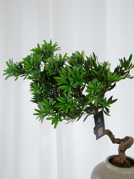 罗汉松 商品图1