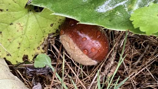 林下寻珍|北京·昌平，秋收小能手，全家齐上阵，干农活，现做糖炒栗子，还有免费板栗带回家，欢乐农事体验亲子半日(9.1-10.8） 商品图2