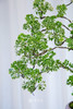 花叶细叶福禄桐 商品缩略图2