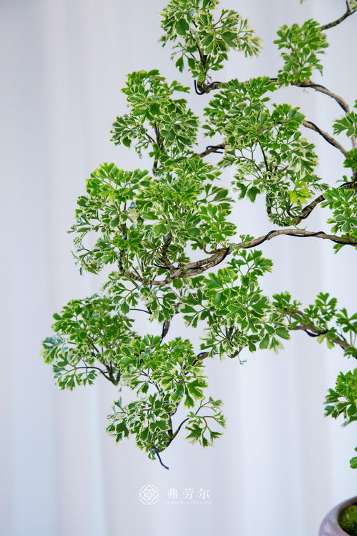 花叶细叶福禄桐 商品图2