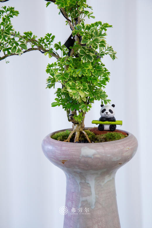 花叶细叶福禄桐 商品图1