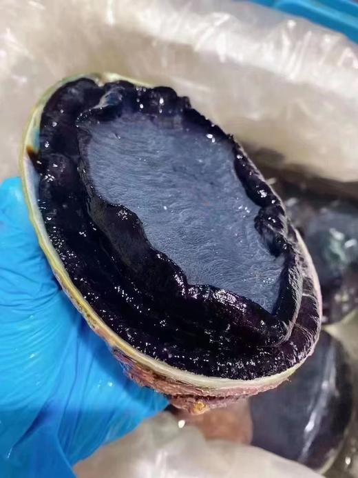 深海大黑金鲍【礼盒装 】 生长在火山口的黑金大鲍鱼活冻 商品图3