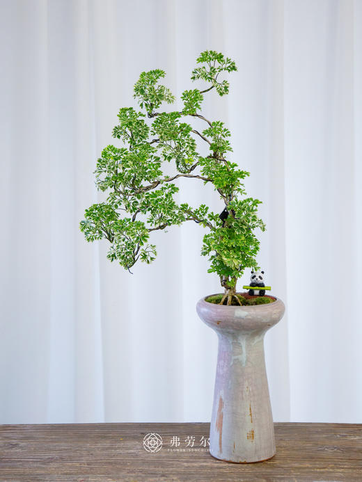 花叶细叶福禄桐 商品图0