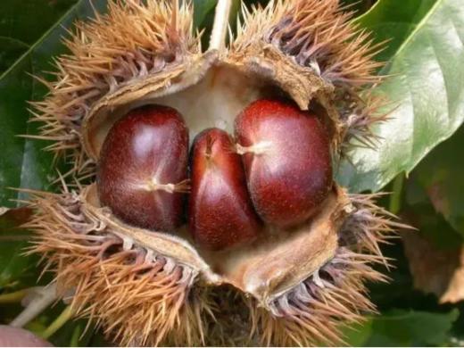 林下寻珍|北京·昌平，秋收小能手，全家齐上阵，干农活，现做糖炒栗子，还有免费板栗带回家，欢乐农事体验亲子半日(9.1-10.8） 商品图1