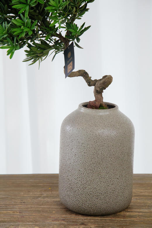 罗汉松 商品图2