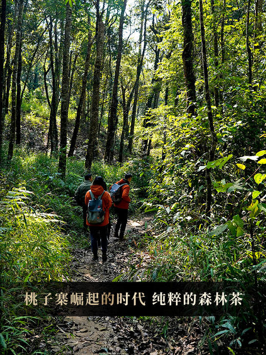 【古法桃子寨】2019年头春古树茶与紫砂罐完美融合普洱茶生茶送礼首选300克/罐拍5发6拍20发25 商品图8