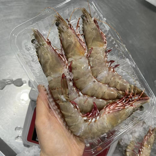 野生红足虾 商品图0