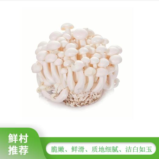 鲜嫩 白玉菇360g-380g（盒） 商品图0