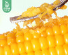 金朗地东北甜糯玉米/1箱（220g*10棒）生产日期：25年4月 商品缩略图4