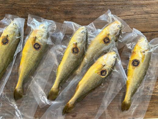 国信大黄花鱼 野游黄花鱼 中秋礼盒装 商品图1