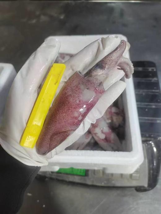 海兔一箱 商品图1