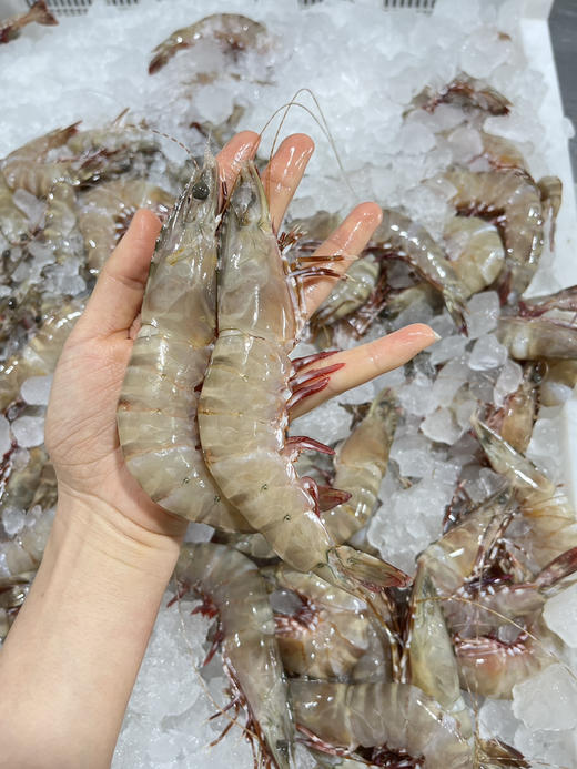 野生红足虾 商品图2