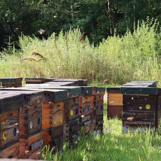 正安 长白山椴树蜜 每年仅酿1季 舒润身体益中拒绝身体躁乏咽喉不适 泡人参蜜冲饮调味家庭早餐烘焙用料 赞安天然蜂蜜500g/瓶 商品图1