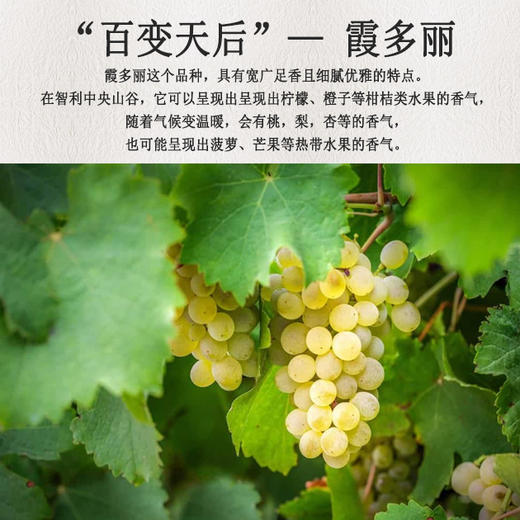 750ml x 6瓶智利红杉谷霞多丽干白葡萄酒 商品图2